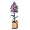 ROWOOD Lilac TW021