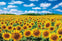 Epoch Jigsaw Puzzle: Sunflower Village - Hokkaido 1000p (50 x 75cm)